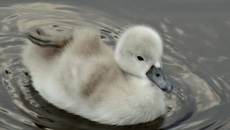 Schwanenküken (3).jpg